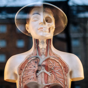 image of anatomic model of a human